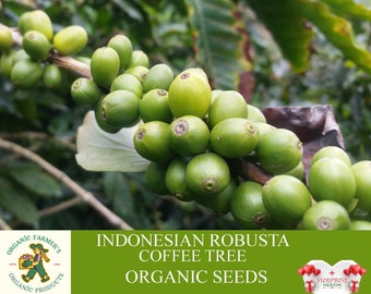 Graines de caféier robusta indonésien biologiques, plus de 10 graines de caféier indonésien, caféier en pot et de jardin, sans OGM - Héritage