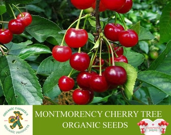 Montmorency Cherry Tree Organic Seeds, 5+ Count Montmorency Cherry Tree Seed, Montmorency Tree Plant Seeds para jardín y maceta, Non-GMO