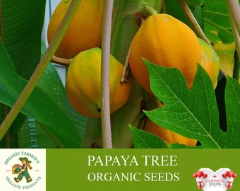 Graines biologiques de papaye, graines de papaye 5+, graines de papaye pour pot et jardin, non OGM - héritage, pollinisation ouverte