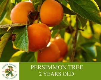 Persimmon Tree, Grafted Ready to Plant, Tuberous Soil, 2 Year Old Persimmon Tree with Cluster Fruit, for Pot and Garden - Heirloom