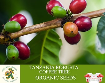 Tanzania Robusta Coffee Tree Organic Seeds, 10+ Count Tanzania Coffee Tree Seed, Coffee Plant for Pot and Garden, Non-GMO - Heirloom