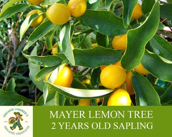 Mayer Lemon Sapling, Grafted Ready To Plant, With Tuberous Soil, 2 Years Old Bold Lemon Tree, For Pot and Garden - Heirloom,Open Pollination