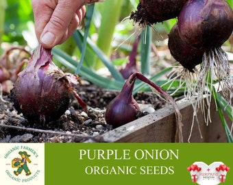 Purple Onion Organic Seeds, 1+ Grams Edible Purple Onion Seed, Natural Table Purple Onion Seed, For Pot and Garden, Non-GMO - Heirloom