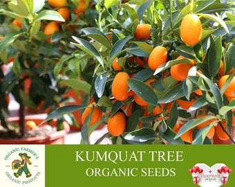 Semillas orgánicas de árbol de Kumquat, más de 5 unidades de semillas de árbol de Kumquat, semillas de plantas de Kumquat para maceta y jardín, sin OGM - reliquia, polinización abierta