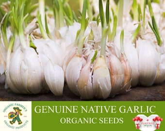 Genuine Native Garlic Organic Seeds, 10+ Count Coarse Cloves Garlic Seed, Garlic Plant Seeds for Garden and Pot, Non-GMO - Heirloom