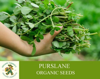 Purslane Organic Seeds, 500+ Count Purslane Seeds, Fresh Purslane for Pot and Garden Salad, Non-GMO - Heirloom, Open Pollinated