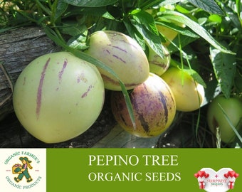 Semi biologici di albero di pepino, 5+ semi di albero di pepino, semi di piante di pepino per giardino e vaso, non OGM - cimelio, impollinazione aperta