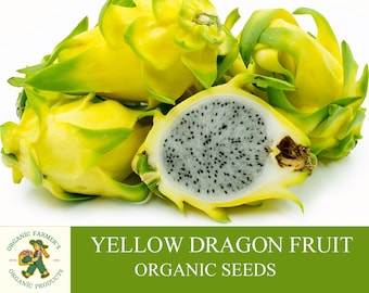 Graines de fruit du dragon jaune bio, plus de 20 graines de pitaya naturelles, pour pot et jardin, sans OGM - Héritage, pollinisation libre