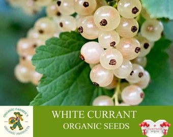 White Currant Organic Seeds, 10+ Count White Currant Seed, Blackcurrant Plant Seeds for Pot and Garden, Non-GMO - Heirloom, Open Pollination
