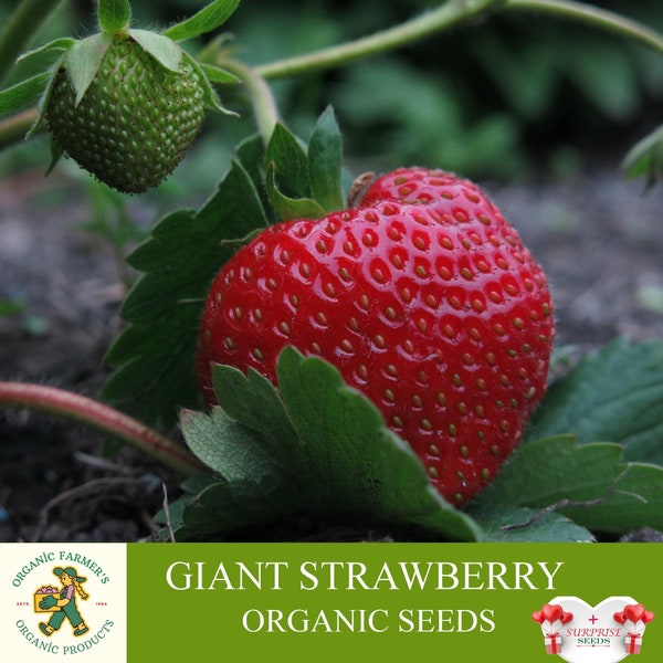 Graines biologiques de fraise géante, 50 graines de fraise géantes, graines de fraises géantes pour jardin et pot, sans OGM - Heirloom
