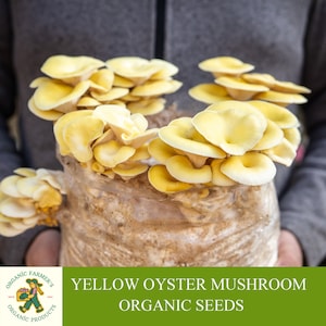 Yellow Oyster Mushroom Organic Seeds, 50+ Count Oyster Mushroom Seeds, Home Gardening, High Germination, Easy to Grow, Non-GMO Heirloom