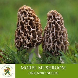 Morel Mushroom Organic Seeds, 50+ Count White Morel Mushroom Seeds, Home Gardening, High Germination, Easy to Grow, Non-GMO Heirloom