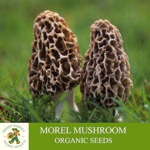 Morel Mushroom Organic Seeds, 50+ Count White Morel Mushroom Seeds, Home Gardening, High Germination, Easy to Grow, Non-GMO Heirloom