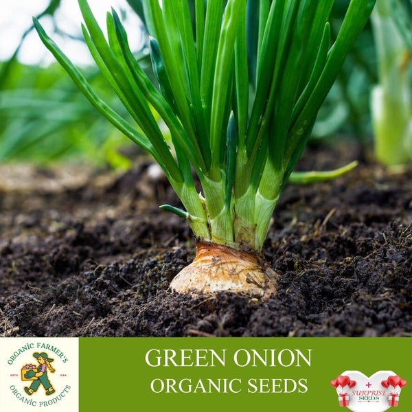 Green Onion Organic Seeds, 1+ Gram Scallion Seed, Scallion Plant Seeds for Pot and Garden, Non-GMO - Heirloom, Open Pollinated