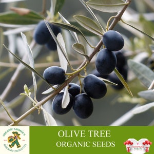 Olive Tree Organic Seeds, 5+ Count Olive Tree Seed, Olive Plant for Pot and Garden, Non-GMO - Heirloom, Open Pollination