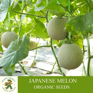 Japanese Melon Organic Seeds, 30+ Count Japanese Melon Seeds, Home Gardening, High Germination, For Gardening and Potting, Non-GMO Heirloom