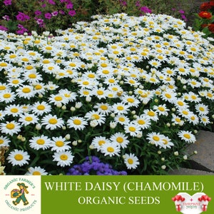 Daisy Organic Seeds, 50+ Count White Daisy Seed, Chamomile Plant Seeds for Pot and Garden, Non-GMO - Heirloom, Open Pollination