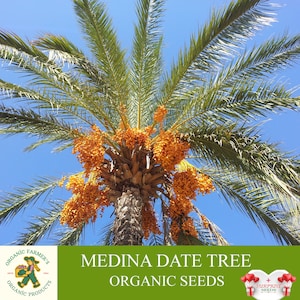 Medina Date Tree Organic Seeds, 10+ Count Medina Date Tree Seed, Date Plant for Garden and Pot, Non-GMO - Heirloom, Open Pollination