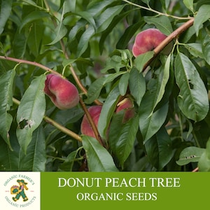 Donut Peach Tree Organic Seeds, 2 Count Flat Peach Tree Seeds,Peach Tree Plant Seeds for Garden and Potted,Non-GMO Heirloom,Open Pollination