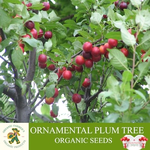 Semi biologici di susino ornamentale, 5 semi di susino ornamentale, pianta di susino ornamentale per vaso e giardino, non OGM - Heirloom