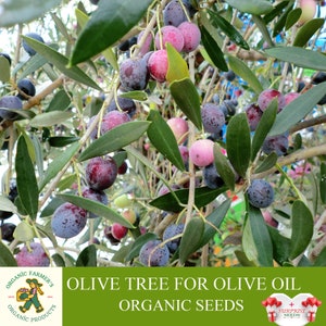 Olivier pour graines d'huile d'olive biologiques, plus de 10 graines d'olivier, olivier pour pot et jardin, sans OGM - Héritage, pollinisation libre
