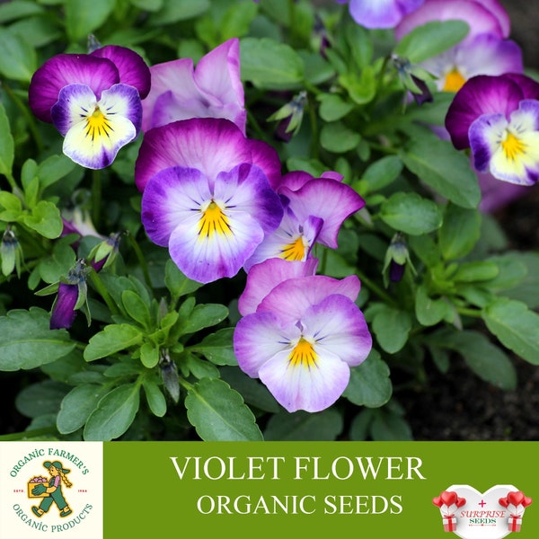 Violet Organic Seeds, 10+ Count Violet Seed, Violet Plant for Garden and Pot, Non-GMO - Heirloom, Open Pollination