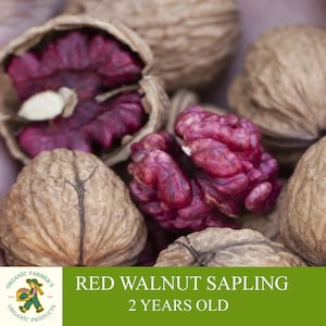 Árbol joven de nogal rojo, injertado y listo para plantar, suelo entubado, nogal rojo de 2 años con frutos en racimo, para maceta y jardín - Heirloom