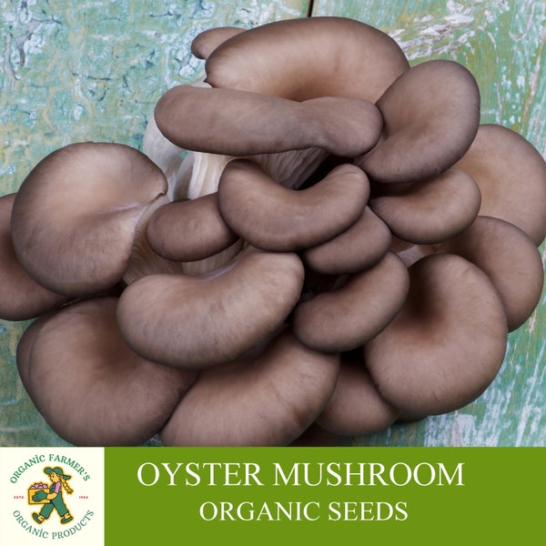 Austernpilz Bio-Samen, 50+ Count Pleurotus ostreatus Samen, Pflanzensamen für Garten und Topf, Non-GMO Erbstück, offene Bestäubung