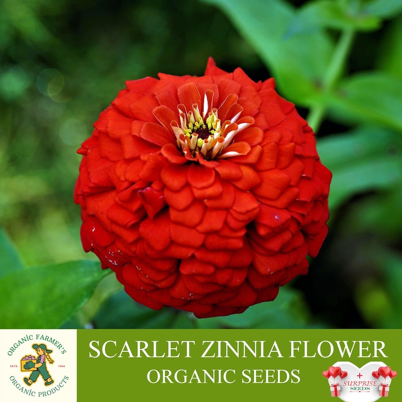 Lush Rare Zinnia Seeds Background Illustration Lush Rare Zinnia Seeds Background Illustration