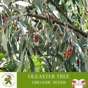 Silverberry Tree Organic Seeds, 10+ Count Silverberry Tree Seed, Oleaster Plant Seeds for Garden and Pot, Non-GMO -Heirloom, Open Bestuiving
