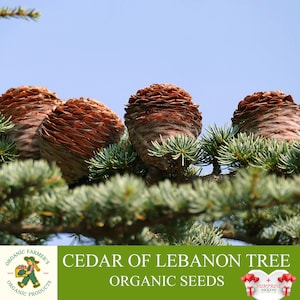 Cedar of Lebanon Organic Seeds, 10 Count Tar Tree Seed, Cedar of Lebanon Plant for Pot and Garden, Non-GMO - Heirloom, Open Pollination