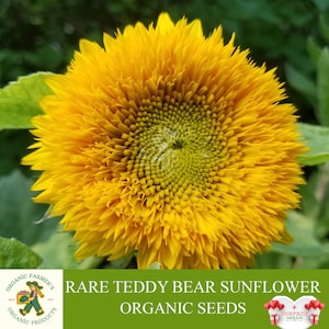 Rare Teddy Bear Sunflower Organic Seeds, 5+ Count Teddy Bear Sunflower Seed, Sunflower Plant Seeds for Garden and Pot, Non-GMO - Heirloom