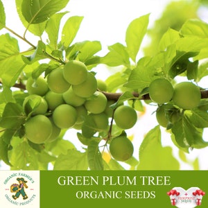 Nasiona ekologiczne Green Plum Tree, 5 sztuk nasion Green Plum Tree, roślina śliwkowa do ogrodu i doniczki, bez GMO - odmiana pamiątkowa, otwarte zapylanie