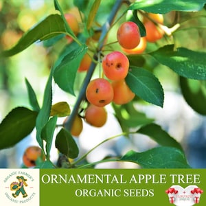 Semi biologici di melo ornamentale, 5+ semi di melo ornamentale, pianta di melo ornamentale per vaso e giardino, non OGM - Heirloom