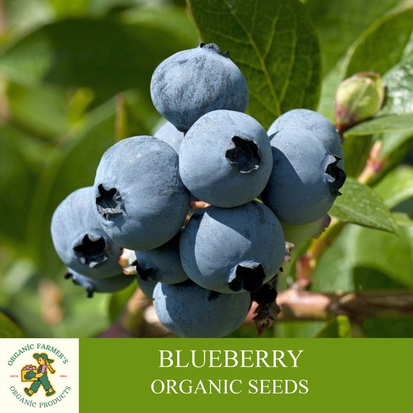 Blueberry Organic Seeds, 20+ Count Blueberry Seed, Natural Blueberry Seed, For Pot and Garden, Non-GMO - Heirloom, Open Pollinated