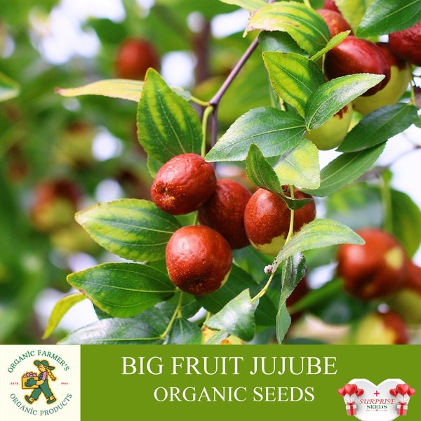Jujube Bio-Samen, 5 + Count Big Fruit Jujube-Samen, Jujube-Pflanzensamen für Topf und Garten, Non-GMO - Erbstück, offene Bestäubung