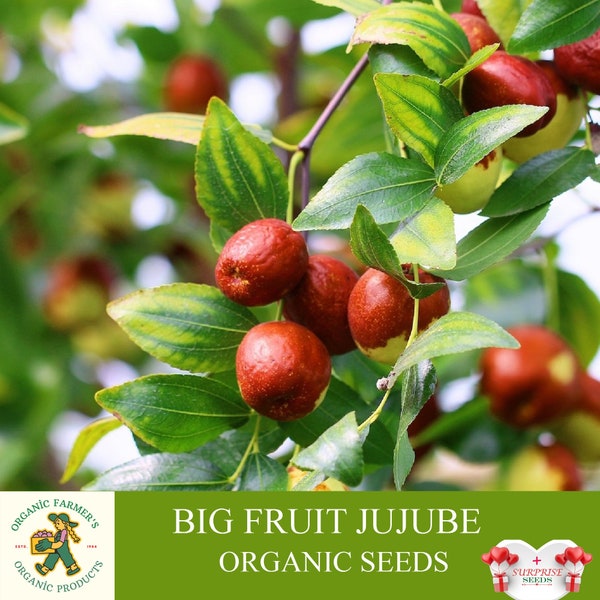 Graines de jujube biologiques, plus de 5 graines de jujube à gros fruits, graines de jujube pour pot et jardin, sans OGM - Héritage, pollinisation libre