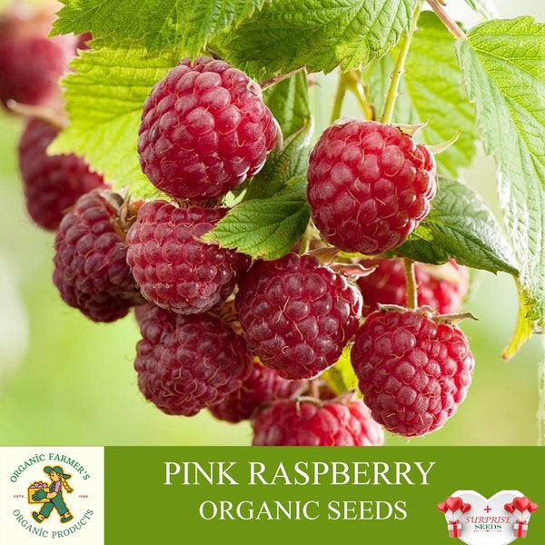 Pink Raspberry Organic Seeds, 20+ Count Pink Raspberry Seed, Raspberry Plant Seeds for Pot and Garden, Non-GMO - Heirloom, Open Pollination