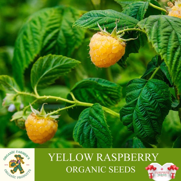 Yellow Raspberry Organic Seeds, 10+ Count Yellow Raspberry Seed, Yellow Raspberry Plant Seeds for Pot and Garden, Non-GMO - Heirloom