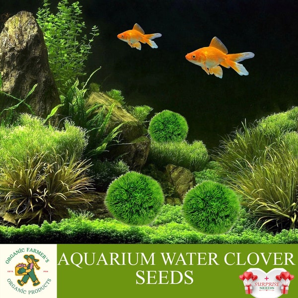 Aquarium Wasser Klee Samen, 300+ Count Aquarium Wasser Klee Samen, Klee Pflanze für Aquarium, Non-GMO