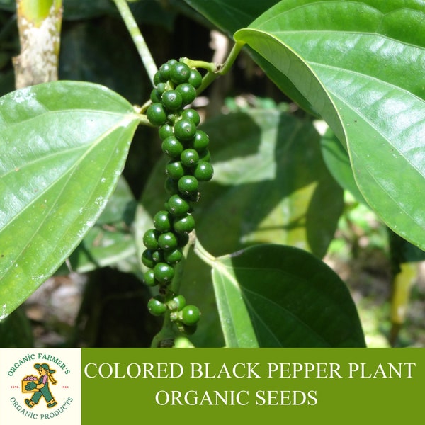Colored Black Pepper Plant Organic Seeds, 25+ Count Colored Black Pepper Plant Seed, Black Pepper Plant for Pot and Garden, Non-GMO-Heirloom