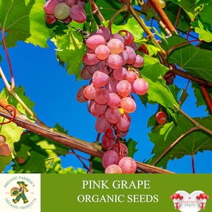 Biologische roze druifzaden, 10+ count roze druivenpitten, roze druivenplant voor tuin en pot, GGO-vrij - erfstuk, open bestuiving
