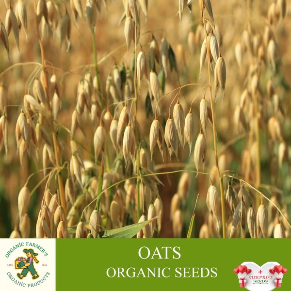 Oats Organic Seeds, 300+ Count Non-Pharmaceutical Natural Oats Seed, for Pot and Garden, for Oatmeal and Oatgrass Juice, Non-GMO