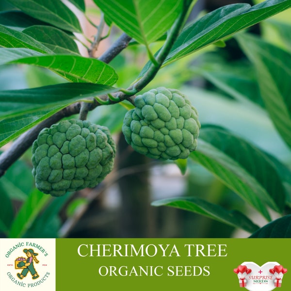 Cherimoya Baum Bio-Samen, 3 Count Cherimoya Fruchtsamen, Cherimoya Pflanze für Topf und Garten, Non-GMO - Heirloom