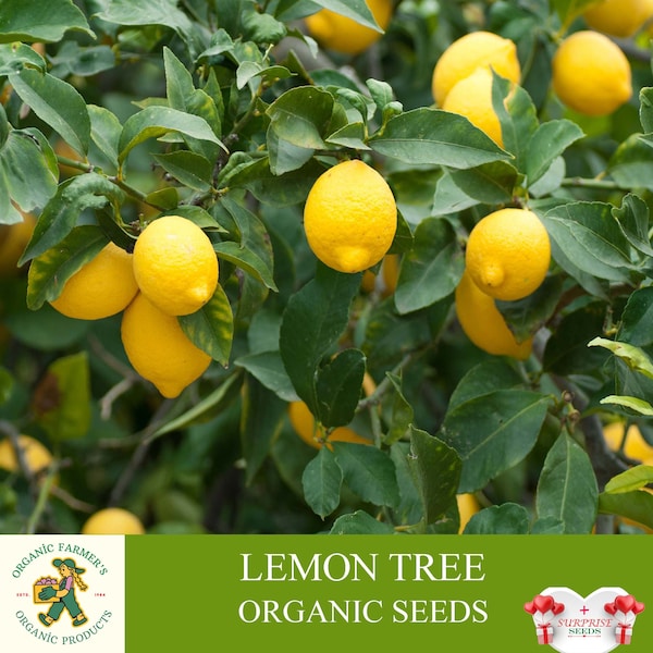Lemon Tree Organic Seeds, Quality Lemon Tree Seed, Lemon Plant Seeds for Garden and Pot, Non-GMO - Heirloom, Open Pollination