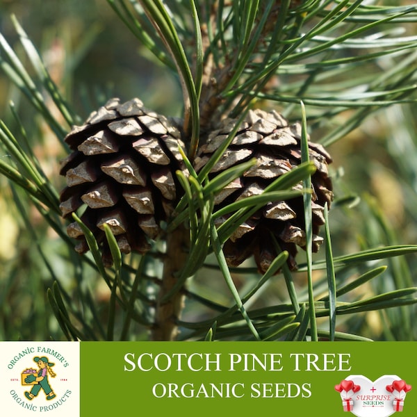 Scotch Pine Tree Organic Seeds, 10 Count Scotch Pine Tree Seed, Scots Pine Plant for Pot and Garden, Non-GMO - Heirloom, Open Pollination