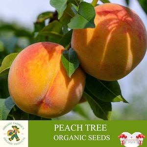 Peach Tree Organic Seeds, 3 Count Peach Tree Seed, Peach Tree Plant Seeds for Garden and Pot, Non-GMO - Heirloom, Open Pollination