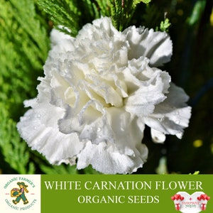 Nasiona kwiatów goździka białego organiczne, 20+ sztuk nasion kwiatów goździka, roślina goździkowa do ogrodu i doniczki, bez GMO - odmiana pamiątkowa, otwarte zapylanie