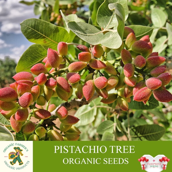 Semillas orgánicas de árbol de pistacho, más de 10 semillas de árbol de pistacho, planta de pistacho para jardín y maceta, sin OGM - reliquia, polinización abierta