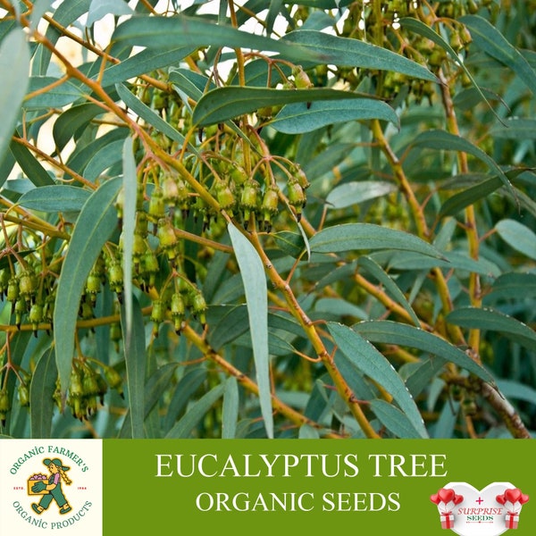 Eucalyptus Tree Organic Seeds, 20+ Count Eucalyptus Tree Seed, Eucalyptus Plant Seeds for Garden and Pot, Non-GMO -Heirloom,Open Pollination